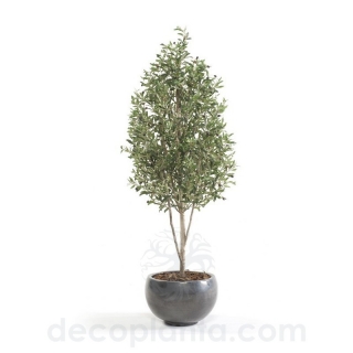 ÁRBOL OLIVO MINI DECOPLANTA 1806003