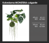 KOKEDAMA MONSTERA COLGANTE TECHO DECOPLANTA 