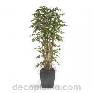 ÁRBOL BAMBÚ PREMIUM DECOPLANTA 