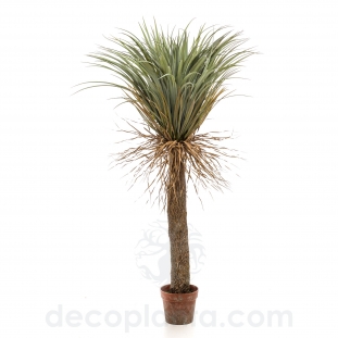 ÁRBOL YUCCA ELEGANT SALVAJE  DECOPLANTA 423944