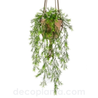 ASPARAGUS SPRENGERI COLGANTE  DECOPLANTA  420221