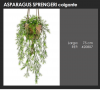 ASPARAGUS SPRENGERI COLGANTE  DECOPLANTA  420221