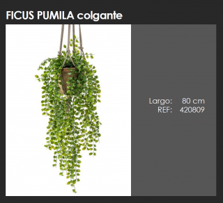 FICUS PUMILA COLGANTE  DECOPLANTA  420809